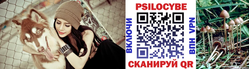 Псилоцибиновые грибы Psilocybine cubensis  Северобайкальск 